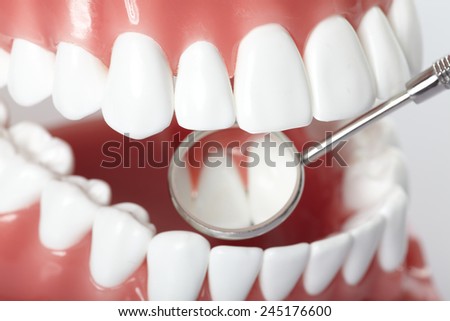 White healthy perfect teeth plastic model. Dental health.