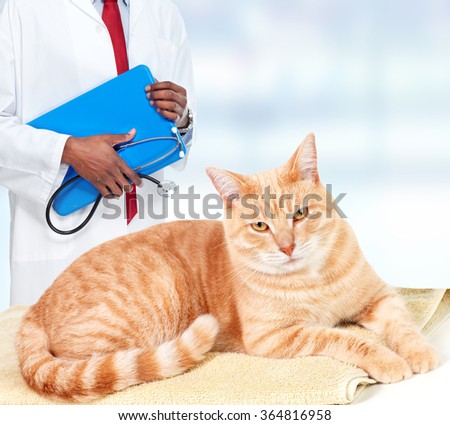 Ginger cat in veterinary clinic.