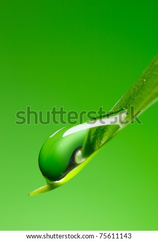Green fresh leaf with drop. Over green background.