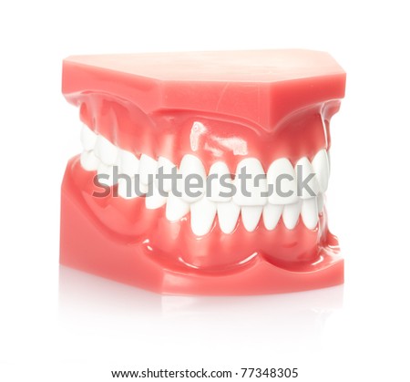 Healthy white human teeth anatomical model. Dentistry.