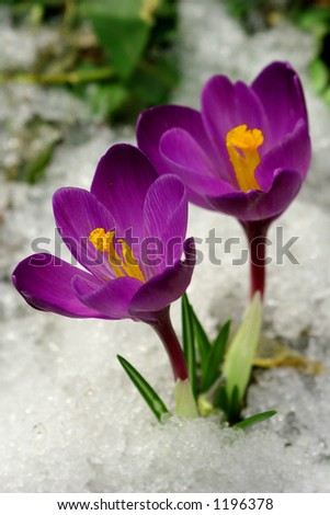 الورد والثلج Stock-photo-spring-flowers-1196378