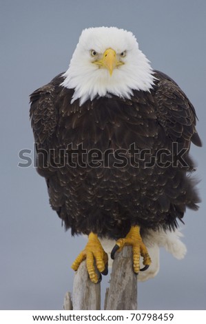 Alaskan Bald Eagle on log