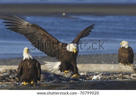 Alaskan Bald Eagle landing on beach