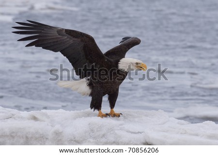 American Bald Eagle on ocean ice with wings raised ready to take off