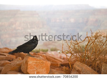 Common Raven on red rocks at the Grand Canyon