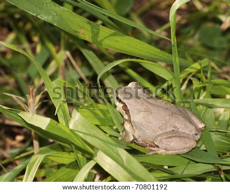 Japanese Tree Frog on green grass