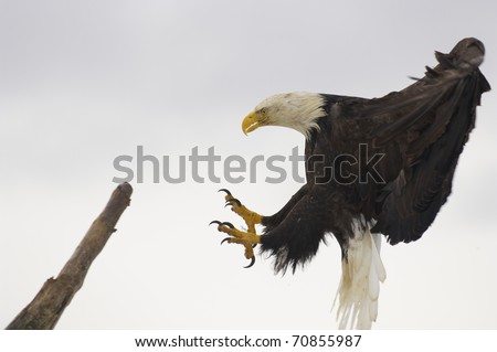 American Bald Eagle in flight with wings spread wide landing on stick