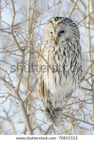 Ural Owl looking for next rodent meal