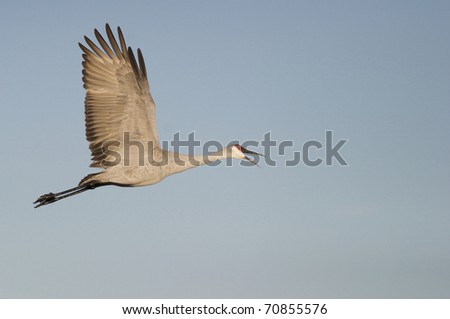 Sand Hill Crane flying with open beak with blue sky background