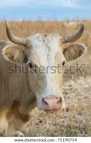 Domestic Cow Portrait with grass background and blue sky with clouds