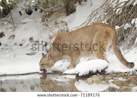 Mountain Lion in deep snow drinking from pond during winter time