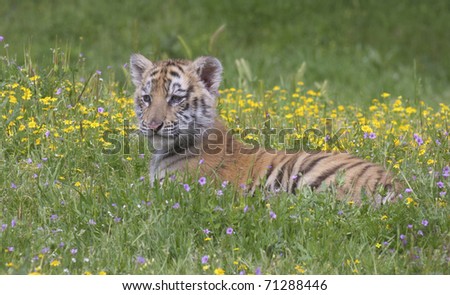 Tiger cub in yellow flowers laying on side