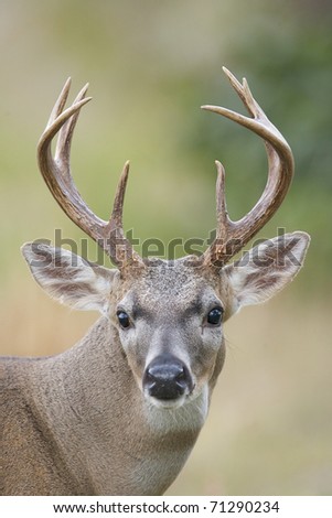 Male Key Deer Portrait
