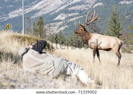 Canadian Elk on grass hill photographer in foreground