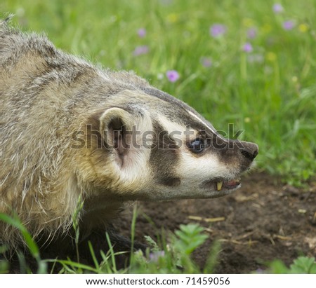 Badger Angry