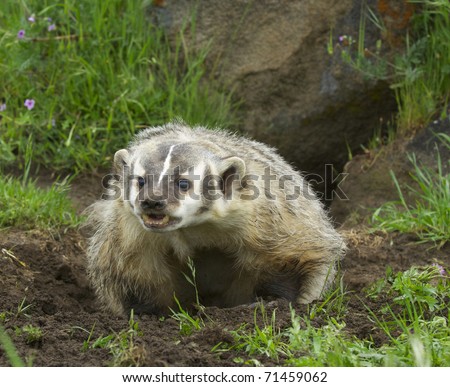 angry american badger