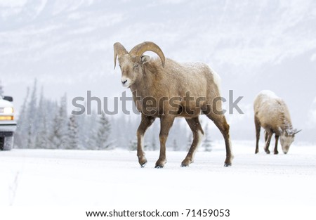 Bighorn Sheep with snow background on road blocking traffic