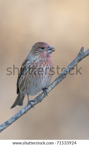 Pallas's Rosefinch on branch with tan leaf background