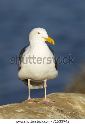 Western Gull, Larus occidentalis, on tan rock with head turned to side