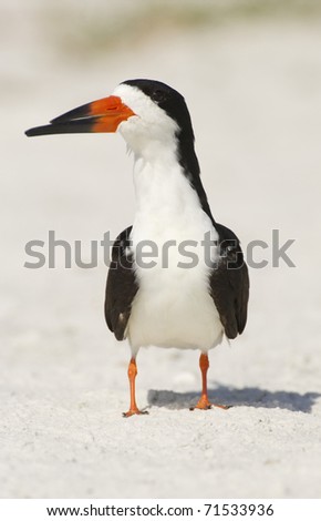 Black Skimmer, Rynchops niger, on tan sand beach with head turned to side