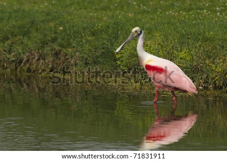 Roseate Spoonbill, Platalea ajaja, in shallow water at edge of golf course with green grass in background