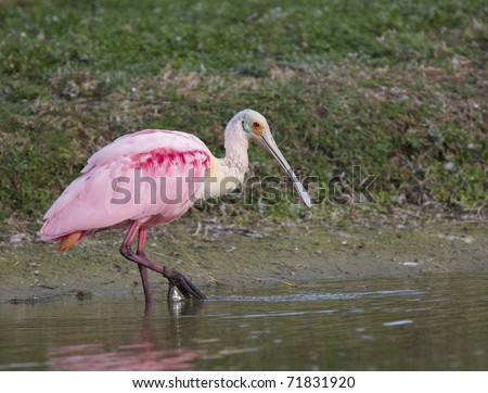 Roseate Spoonbill, Platalea ajaja, in shallow water at edge of golf course with green grass in background