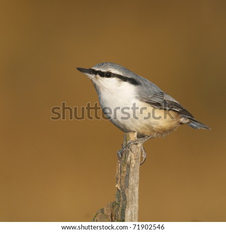 Eurasian Nuthatch, Sitta europaea, on algae covered stick with brown or tan background