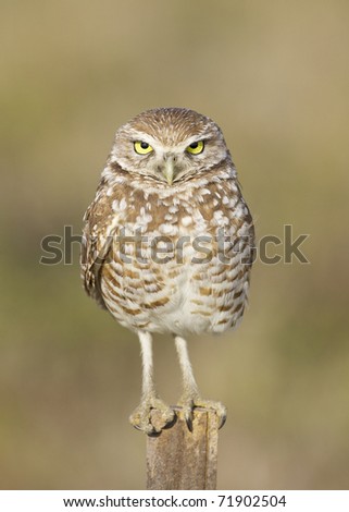 Burrowing Owl, Athene cunicularia, facing viewer with clear yellow eyes on stick