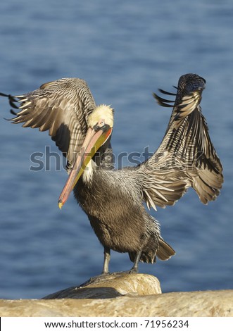 Endangered California Brown Pelican, Pelecanus occidentalis, on cliff rocks with wings outstretched