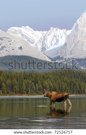 Female Moose in lake drinking water with Rocky Mountains in the background