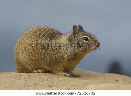 Sand Squirrel