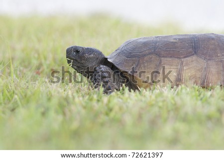 Endangered Gopher Turtle or Tortoise eating green grass with neck extended