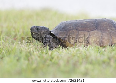 Endangered Gopher Turtle or Tortoise standing green grass with neck extended