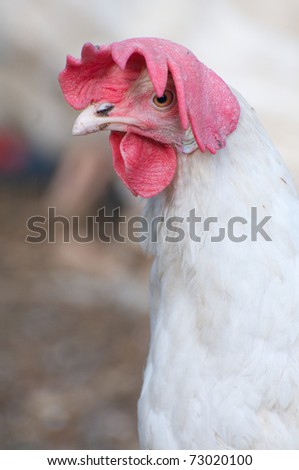 Comb Chicken