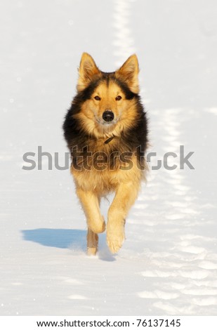 Mixed Breed Collie type dog running on snow