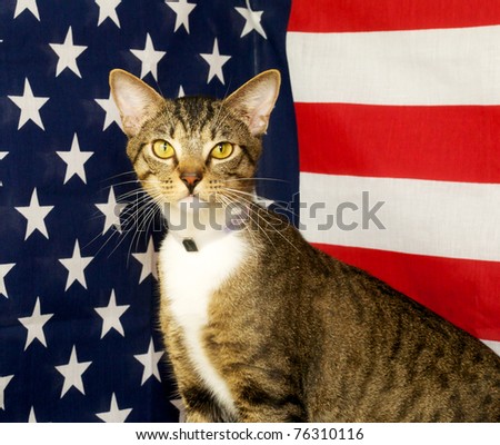 Mixed Breed cat with American Flag background