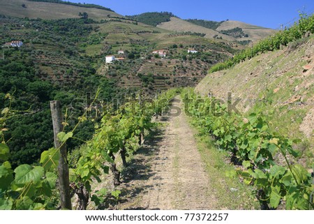 view on vineyard