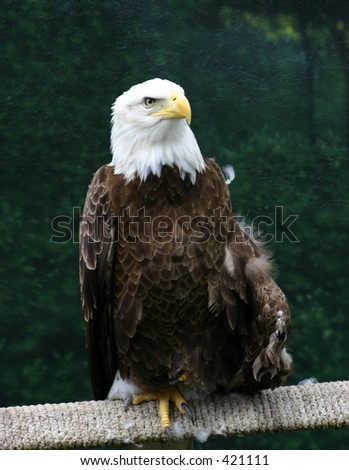 Eagle Full Body Stock Photo 421111 : Shutterstock
