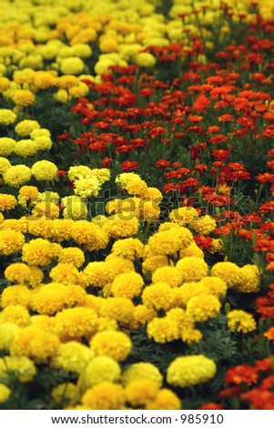 red yellow flowers