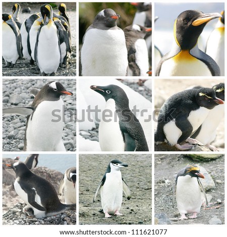 Collage with different penguin species from Antarctica, South Georgia and Falkland Islands