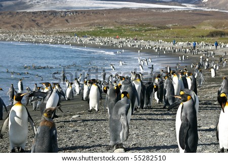 Big colony of king penguins in beach in South Georgia