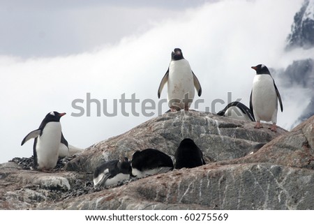 Group of gentoo penguins on the rock, Antarctic peninsula