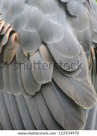 Close-up of wing feathers on the back of a Harris\'s Hawk