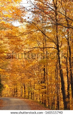 Golden leaves form a tunnel over a dirt road in the mountains of Vermont