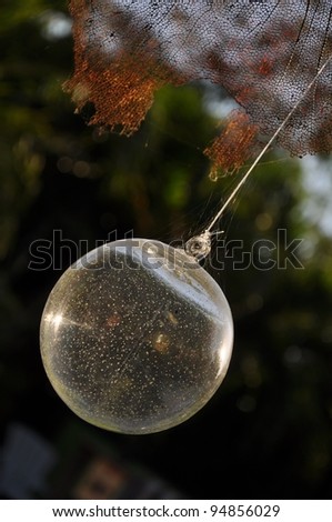 Dried sea fan and a clear glass ball decoration