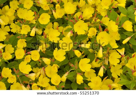 blanket of yellow flowers