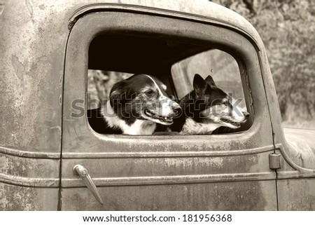 Dogs in old truck