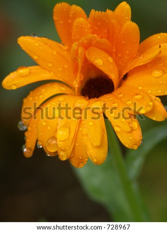 Orange Flower with drops of water on petals - Spring Rain Shower