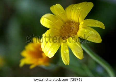 Yellow Flower with water drops on petals after rain shower