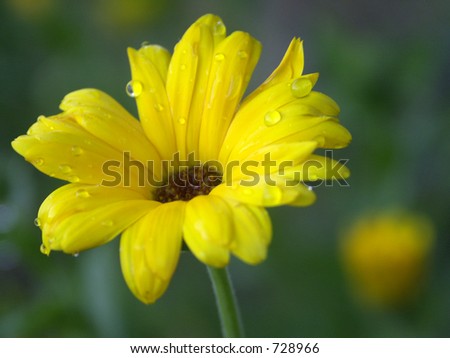 Yellow Flower with Drops of Water on Petals Macro